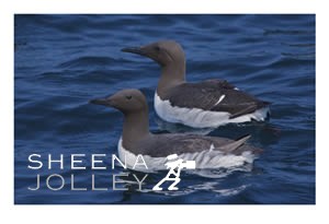 Guillemots   seabird  Saltee Islands  Wexford  ireland  Three's a Crowd  photograph Three's a Crowd (Guillemots).jpg Three's a Crowd (Guillemots).jpg Three's a Crowd (Guillemots).jpg Three's a Crowd (Guillemots).jpg